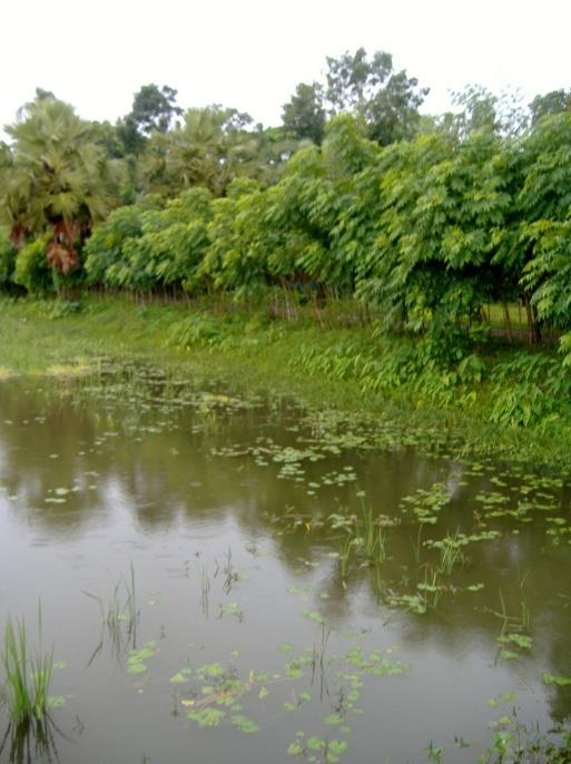Homestead Poultry & Duck Farming for Marginalized Families